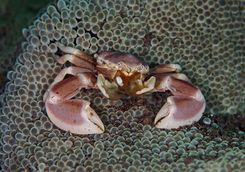 crab muck