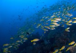 yellow snappers