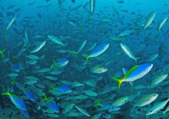 shoal fish beqa lagoon 