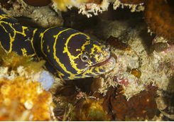 moray eel