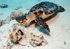 turtle