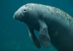 manatees