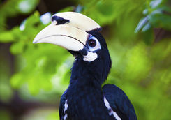 palawan hornbill