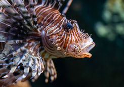 lion fish