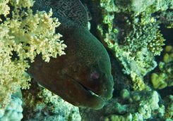 eel close up