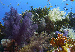 colourful reef