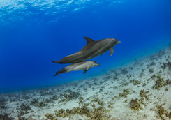 dolphin pair