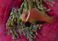 clownfish close