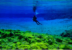 silfra diving algae