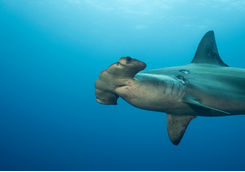 scalloped hammerhead shark galapagos