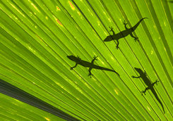 geckos on palm leaf seychelles