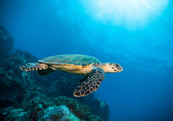 hawksbill sea turtle