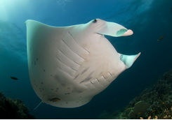 Manta Ray