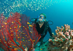 Diver and Coral