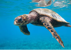 Turtle, Seychelles