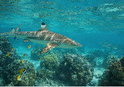 Blacktip Reef Shark