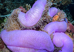 anemone coral