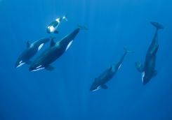 pod of orcas