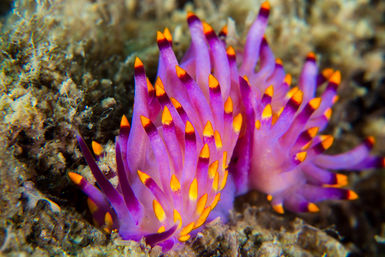 Flabellina rubrolineata