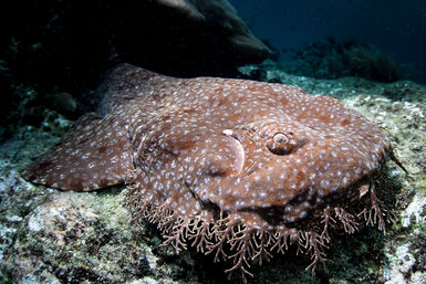 Tassled wobbegong shark