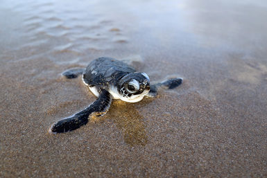 Baby turtle