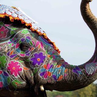 A colourfully decorated elephant, Rajasthan
