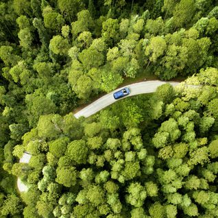 driving through canadian woods