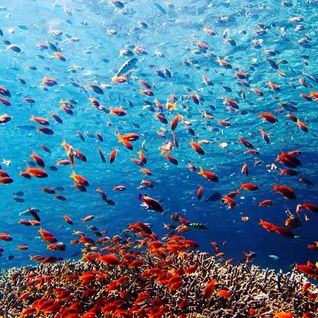 Menjangan coral, Bali