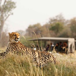 cheetah on safari