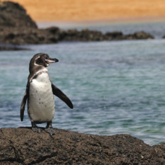 Pengiun Waddling
