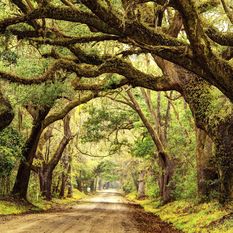 Deep South oak lined road