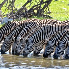 zabras drinking in etosha park