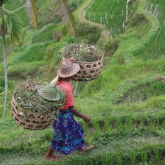 a local woman in Bali farming rice