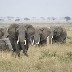 Elephants in the Serengeti