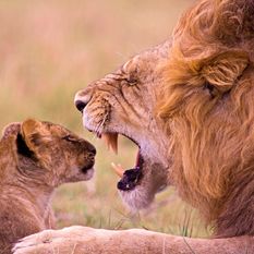 lions in tanzania