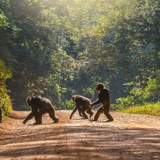 Uganda chimpanzee