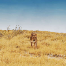 lion in Namibia