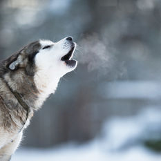 husky