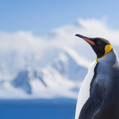 penguin in antarctica