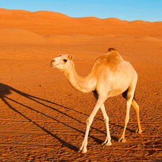 Camel Listing Image