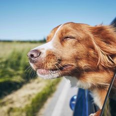 dog in a car window