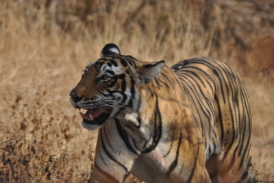 indian_lion