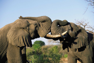 Elephants in South Africa