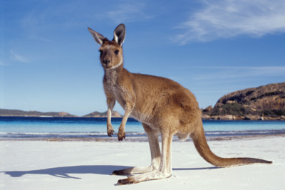 Kangaroo on the beach