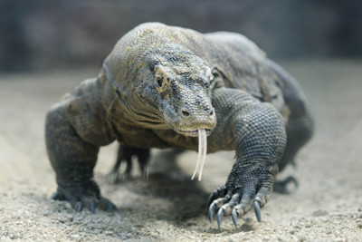 komodo-dragon