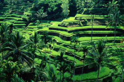 bali-forest