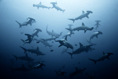diving-sharks-lombok