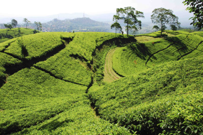 java-tea-field