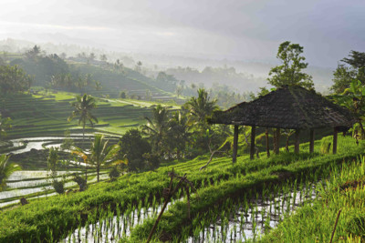 Rice Paddy