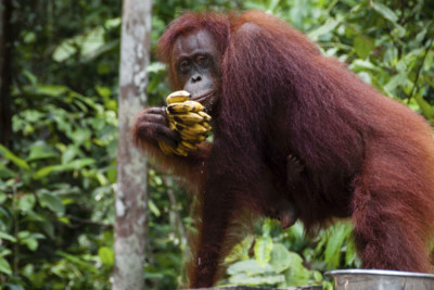 orangutan eating a banana in Indonesia